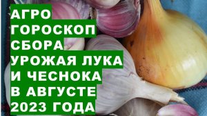 Агрогороскоп сбора урожая чеснока и лука в августе 2023 года