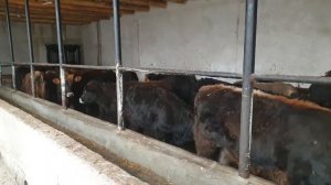 Уй шароитида Кучат новвосчалар бокиш бизнеси