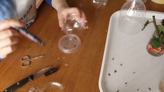 Укореняем розу из букета. Эксперимент часть 1.