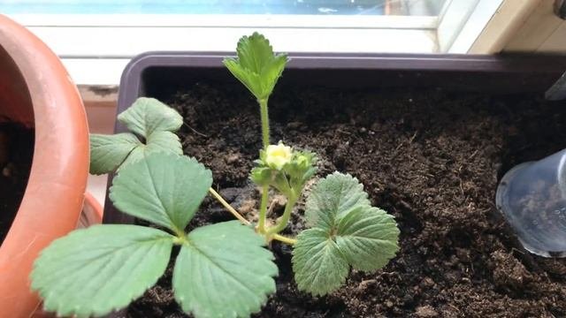 Ремонтантная клубника ( земляника ) на подоконнике