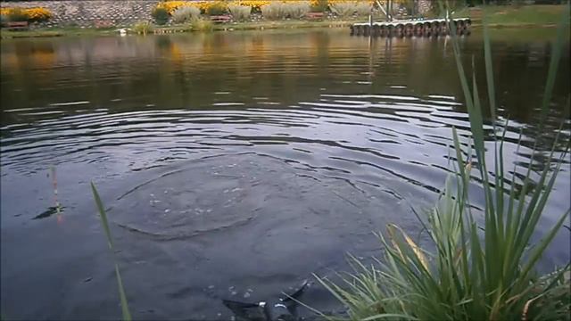 Wędkowanie w Magnolii | Karpie | Amury | Co lepsze? Spławik czy grunt? | Odcinek 5 смотреть онлайн