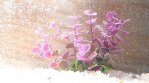 ПЕРВЫЙ АКВАРИУМ с Рыбка петушок ЗАСЕЛЕНИЕ КАК УХАЖИВАТЬ