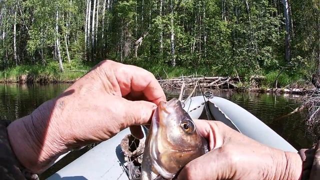 Отличная рыбалка Попал под раздачу щуки смотреть онлайн