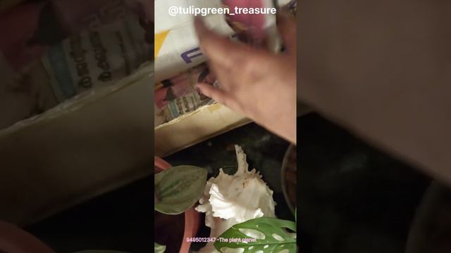 onlineplants unboxing#cheapprice  #caladium #rosemary #lantana @theplantplanet