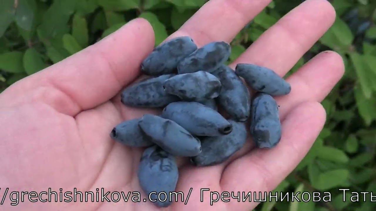 II 7 36 Перспективная форма жимолости смотреть онлайн