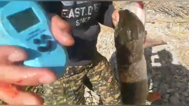 ОГРОМНЫЕ ЩУКИ/трофейная щука/жор хищника смотреть онлайн