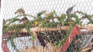 Птицы едят ослинник в вольере.