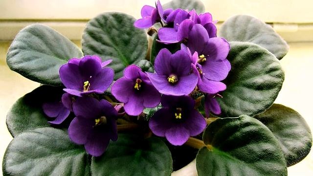 Почему не цветет фиалка: как решить проблему в домашних условиях смотреть онлайн