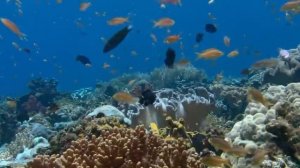 Аквариум (заставка на телевизор)