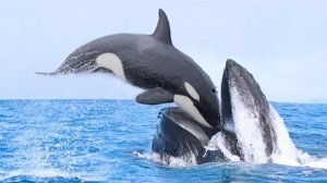 Эти Животные Связались не с тем Соперником...