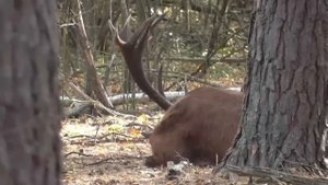 Олень побитый в драке во время гона