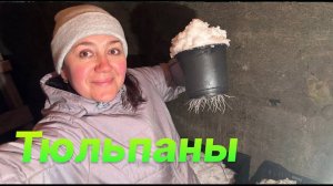 Первая поливка тюльпанов в горшках
