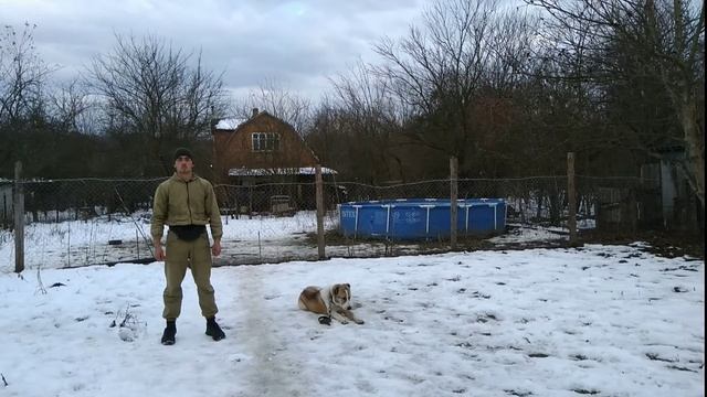Алабай 6 месяцев Арчо дрессировка! смотреть онлайн