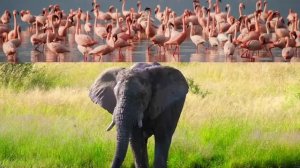 Животный мир саванны#животные#Африка