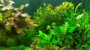 Помутнение воды после прополки и подмены/Или почему я так редко меняю воду в аквариуме.