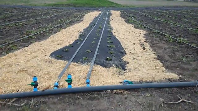 Мульчирование клубники опилками