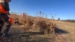 I "Hunted" Pheasants for the First Time!