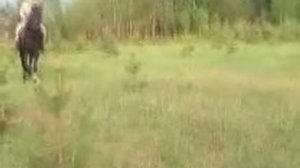 Комары и Тема