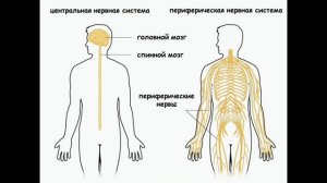 Система органов человека. Биология 5-класс (15-тема). Видеоурок