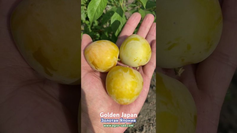 Вкуснейшая диплоидная слива - Золотая Япония