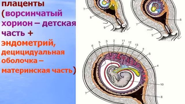 Эмбриология человека - 2 (Провизорные органы). Видео лекция С.М.Зиматкин (30) смотреть онлайн