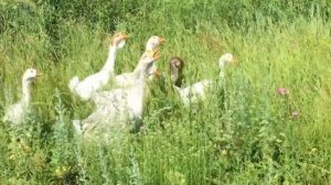 Итоги Гуси холмогорские и их потомство