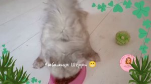 ? Как кушает кошка с мозжечковой атаксией ? Наша любимица Шерри ?
