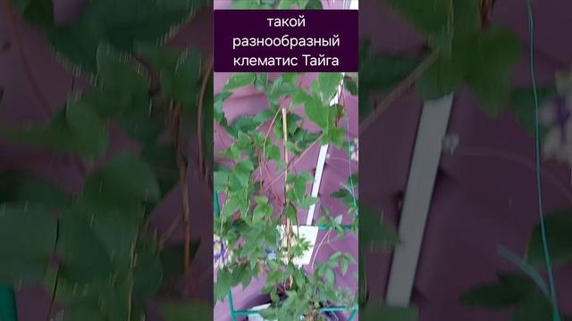 клематис 2гр Тайга, Вологодчина