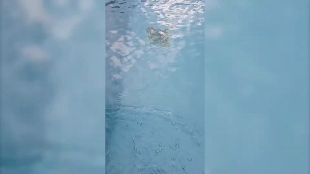 The InverX (IXCR66) Pool Heat Pump Heating Testing by Fairland's Hungary Brand Agent Aquashop смотреть онлайн