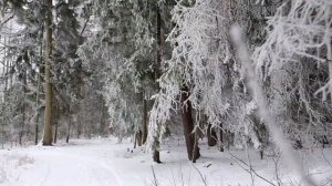 Куршская коса зимой