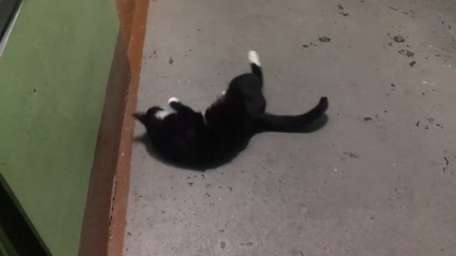 Кошка выбегает в подъезд