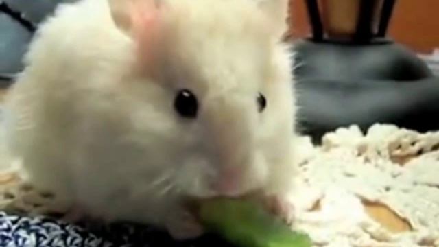 Nom Nom Nom Nom Nom Nom Nom sped up and slowed down смотреть онлайн