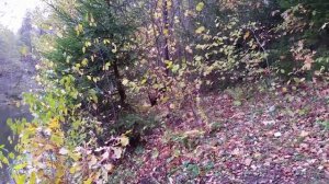 Манок на рябчика Hubertus