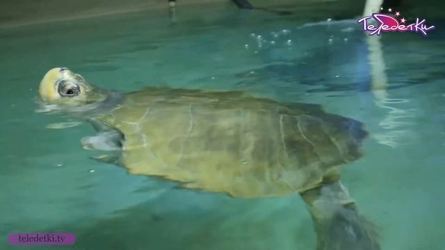 Редкая оливковая черепаха в петербургском океанариуме смотреть онлайн
