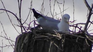 Чайка сделала гнездо на дереве.