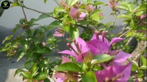 Purple Star Bougainvillea || ছাদ বাগানের কিছু বাগান বিলাস || Baganbilas @Pika's Gardening