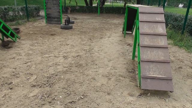 Питстафф и питбуль .собачья площадка смотреть онлайн