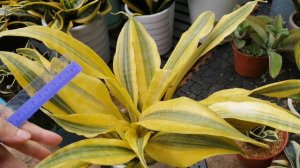 Review Sansevieria Metallica variegata, Yellow stone