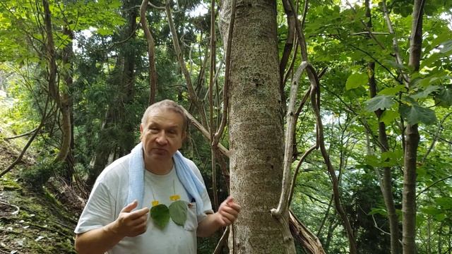 How willows found their home смотреть онлайн