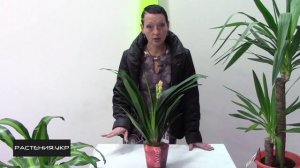 Лилия Кливия уход в домашних условиях / Clivia lily