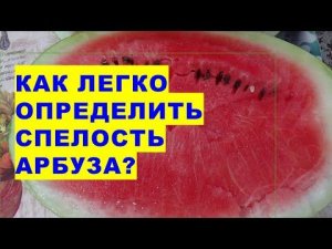 Как легко определить спелость арбуза на своём огороде?