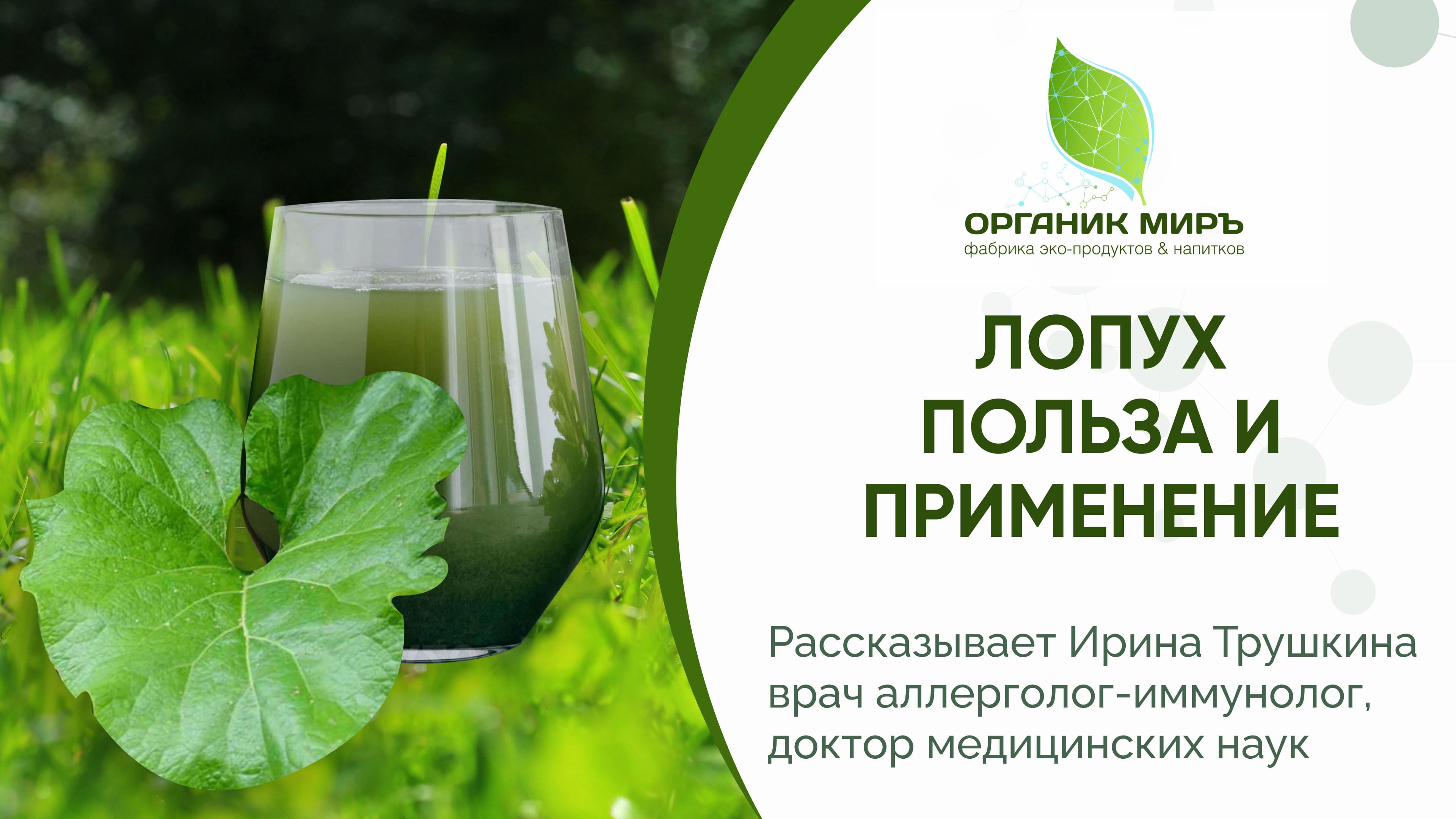 Сок лопуха - Полезные свойства и применение. органикМИРЪ