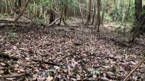 A simple method to distinguish Amanita virosa and Amanita verna