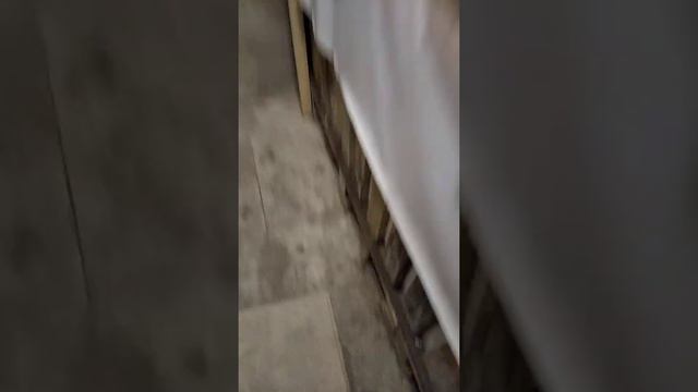 Подсаживаем самцов к самкам. смотреть онлайн