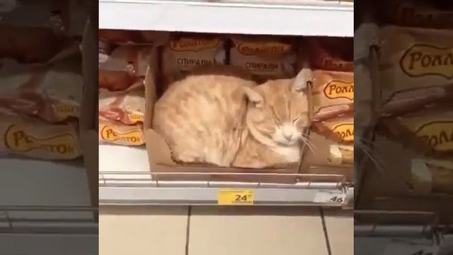 Рыжий кот уснул в макаронах в одном из магазинов. Как вам такой охранник_)