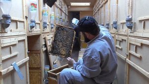 ПЕРЕСАДКА ПЧЁЛ ИЗ ПАКЕТОВ В ПЧЕЛОПАВИЛЬОН / СРАЗУ РАСШИРЕНИЕ.