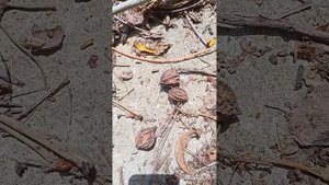Маньчжурский орех