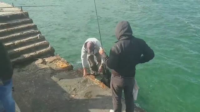 Как на море ловят рыбу. Способ ловли саргана,кифали,камбалы.