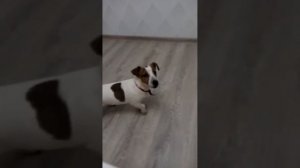 Джек Рассел терьер защищает квартиру