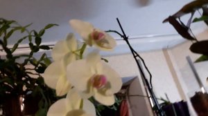 Стеллаж для орхидей? и не только???, своими руками.?